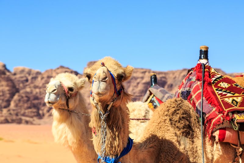 Tour alternativo di 2 giorni 1 notte di Wadi Rum e Petra Shore Excursion 2 giorni 1 notte (pernottamento a Petra o Wadi Rum) (AX - JHT - 009)